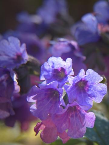 Сад фиолетовых цветов. Фото Free for commercial use, No attribution required. Бесплатное стоковое фото для свободного скачивания