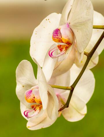 Орхидея. Фото Free for commercial use, No attribution required. Бесплатное стоковое фото для свободного скачивания
