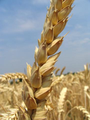 Пшеница (12). Фото Свободно для коммерческого использования, Атрибуция не требуется. Бесплатное стоковое фото для свободного скачивания