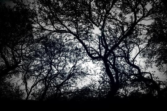 Черный лес. Фото Свободно для коммерческого использования, Атрибуция не требуется. Бесплатное стоковое фото для свободного скачивания