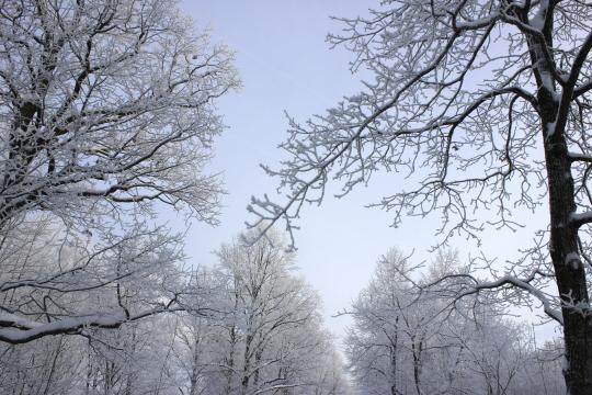 Ледяные зимние деревья. Фото Free for commercial use, No attribution required. Бесплатное стоковое фото для свободного скачивания