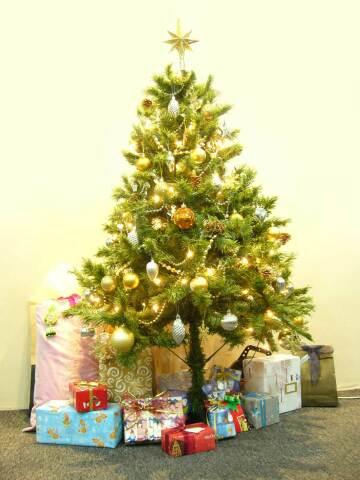 Рождественская елка (44). Фото Свободно для коммерческого использования, Атрибуция не требуется. Бесплатное стоковое фото для свободного скачивания