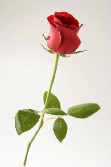 Красная роза (15). Фото Свободно для коммерческого использования, Атрибуция не требуется. Бесплатное стоковое фото для свободного скачивания
