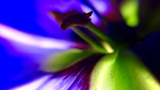 Крупный план фиолетового цветка. Фото Свободно для коммерческого использования, Атрибуция не требуется. Бесплатное стоковое фото для свободного скачивания