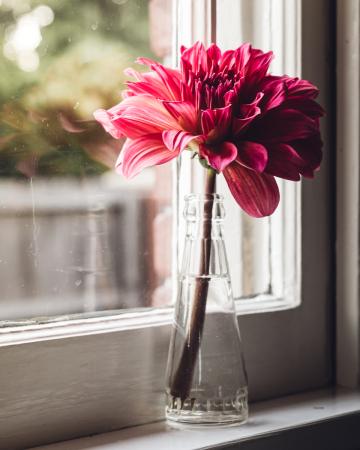 Окно и ваза с цветком. Фото Free for commercial use, No attribution required. Бесплатное стоковое фото для свободного скачивания