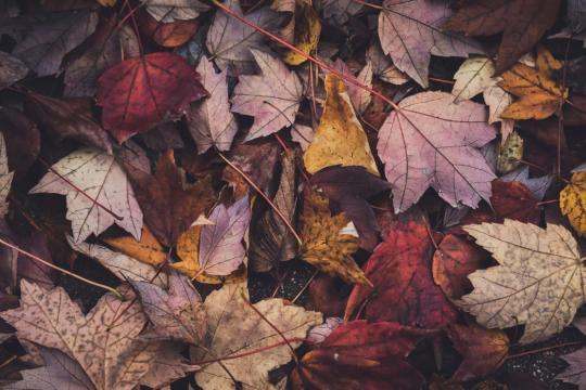 Осенние листья фон. Фото Free for commercial use, No attribution required. Бесплатное стоковое фото для свободного скачивания