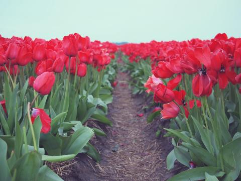 Красные тюльпаны (3). Фото Свободно для коммерческого использования, Атрибуция не требуется. Бесплатное стоковое фото для свободного скачивания