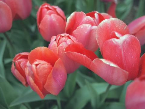 Красные тюльпаны (4). Фото Свободно для коммерческого использования, Атрибуция не требуется. Бесплатное стоковое фото для свободного скачивания