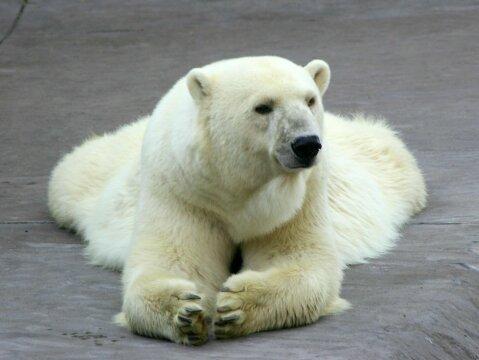 Полярный медведь (2). Фото Свободно для коммерческого использования, Атрибуция не требуется. Бесплатное стоковое фото для свободного скачивания