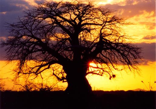 Африканский закат. Фото Свободно для коммерческого использования, Атрибуция не требуется. Бесплатное стоковое фото для свободного скачивания