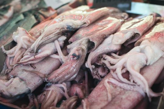Сырой кальмар на рыбном рынке. Фото Free for commercial use, No attribution required. Бесплатное стоковое фото для свободного скачивания