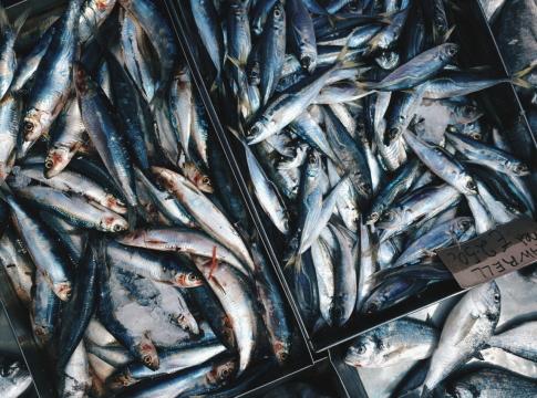 Свежие голубые скумбрии на рыбном рынке. Фото Free for commercial use, No attribution required. Бесплатное стоковое фото для свободного скачивания