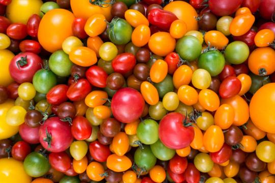Красочное разнообразие томатов. Фото Free for commercial use, No attribution required. Бесплатное стоковое фото для свободного скачивания