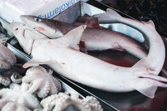 Сырая акула на рыбном рынке. Фото Free for commercial use, No attribution required. Бесплатное стоковое фото для свободного скачивания
