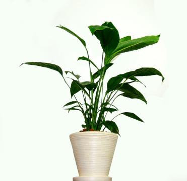Растение в вазе. Фото Свободно для коммерческого использования, Атрибуция не требуется. Бесплатное стоковое фото для свободного скачивания