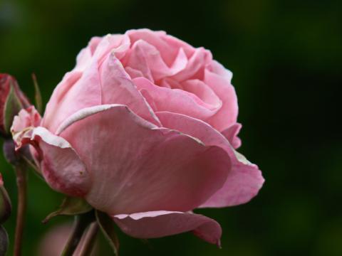 Розовая роза крупным планом. Фото Free for commercial use, No attribution required. Бесплатное стоковое фото для свободного скачивания