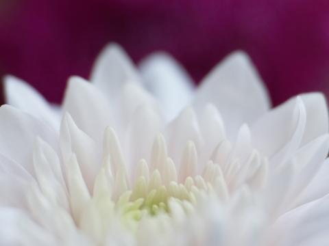 Цветок хризантемы. Фото Свободно для коммерческого использования, Атрибуция не требуется. Бесплатное стоковое фото для свободного скачивания