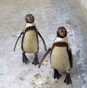 Пингвины (3). Фото Свободно для коммерческого использования, Атрибуция не требуется. Бесплатное стоковое фото для свободного скачивания