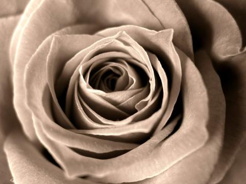 Роза черно-белая. Фото Свободно для коммерческого использования, Атрибуция не требуется. Бесплатное стоковое фото для свободного скачивания