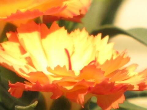 Оранжевые цветы (7). Фото Свободно для коммерческого использования, Атрибуция не требуется. Бесплатное стоковое фото для свободного скачивания