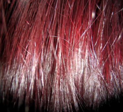 Рыжие волосы. Фото Free for commercial use, No attribution required. Бесплатное стоковое фото для свободного скачивания
