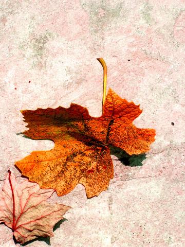 Осенние листья (21). Фото Свободно для коммерческого использования, Атрибуция не требуется. Бесплатное стоковое фото для свободного скачивания