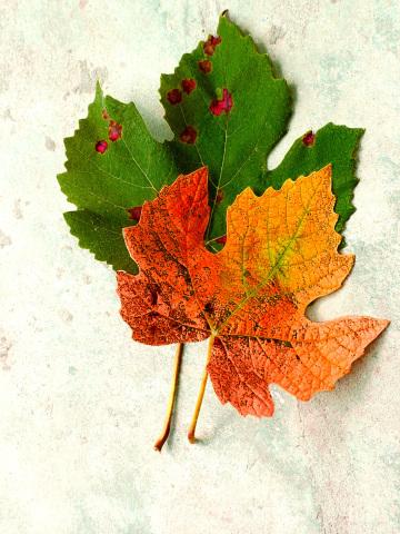 Осенние листья (22). Фото Свободно для коммерческого использования, Атрибуция не требуется. Бесплатное стоковое фото для свободного скачивания