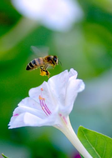 Пчела (9). Фото Свободно для коммерческого использования, Атрибуция не требуется. Бесплатное стоковое фото для свободного скачивания