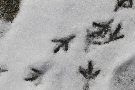 Птичьи отпечатки на снегу.. Фото Свободно для коммерческого использования, Атрибуция не требуется. Бесплатное стоковое фото для свободного скачивания