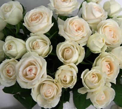 Красивые розы. Фото Free for commercial use, No attribution required. Бесплатное стоковое фото для свободного скачивания