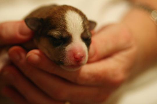 Новорожденный щенок.. Фото Free for commercial use, No attribution required. Бесплатное стоковое фото для свободного скачивания