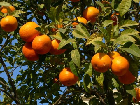 Апельсины на дереве (2). Фото Свободно для коммерческого использования, Атрибуция не требуется. Бесплатное стоковое фото для свободного скачивания