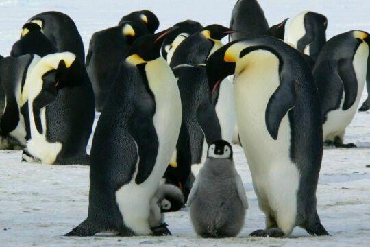 Семья Пингвинов. Фото Свободно для коммерческого использования, Атрибуция не требуется. Бесплатное стоковое фото для свободного скачивания