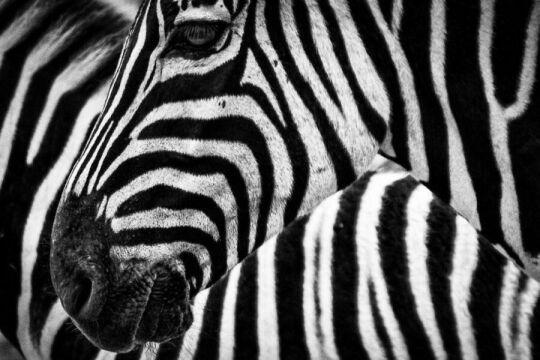 Черно-белая зебра. Фото Free for commercial use, No attribution required. Бесплатное стоковое фото для свободного скачивания