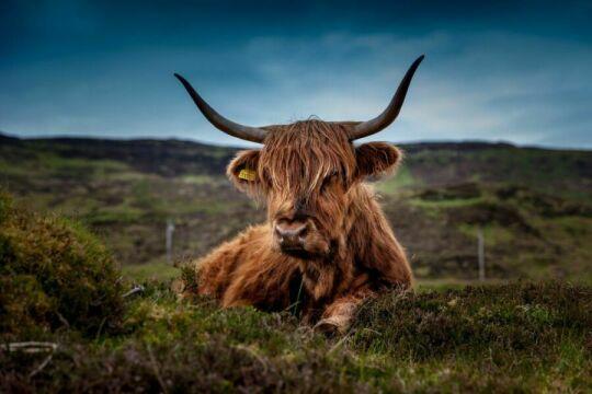 Шотландские горные коровы. Фото Свободно для коммерческого использования, Атрибуция не требуется. Бесплатное стоковое фото для свободного скачивания