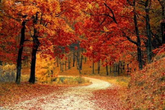 Осень Осенний Путь Лес. Фото Свободно для коммерческого использования, Атрибуция не требуется. Бесплатное стоковое фото для свободного скачивания