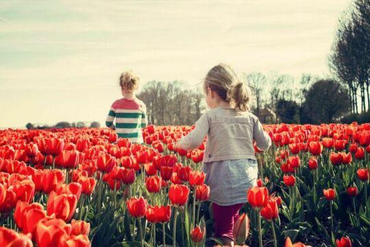 Дети  и красные тюльпаны. Фото Свободно для коммерческого использования, Атрибуция не требуется. Бесплатное стоковое фото для свободного скачивания