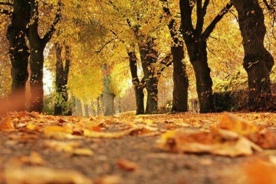 Лес Деревья Листья Осень. Фото Свободно для коммерческого использования, Атрибуция не требуется. Бесплатное стоковое фото для свободного скачивания