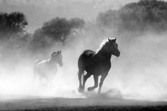 Бегущие лошади. Фото Free for commercial use, No attribution required. Бесплатное стоковое фото для свободного скачивания