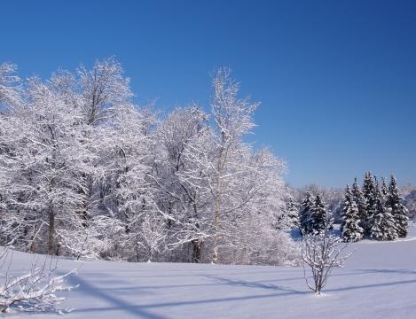 Зимняя страна чудес (2). Фото Свободно для коммерческого использования, Атрибуция не требуется. Бесплатное стоковое фото для свободного скачивания