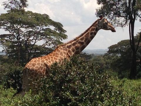 Жираф в Кении. Фото Free for commercial use, No attribution required. Бесплатное стоковое фото для свободного скачивания