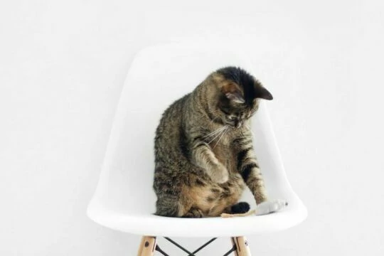 Котик на стуле. Фото Свободно для коммерческого использования, Атрибуция не требуется. Бесплатное стоковое фото для свободного скачивания