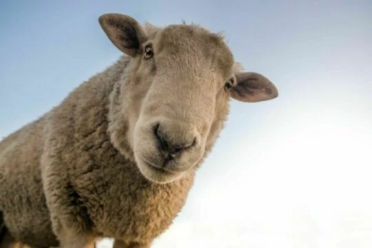 Любопытная овца. Фото Свободно для коммерческого использования, Атрибуция не требуется. Бесплатное стоковое фото для свободного скачивания