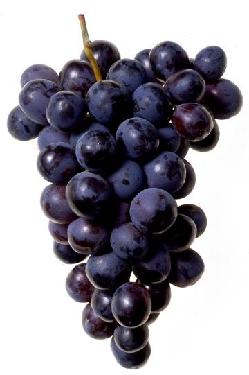 Гроздь черного винограда. Фото Свободно для коммерческого использования, Атрибуция не требуется. Бесплатное стоковое фото для свободного скачивания