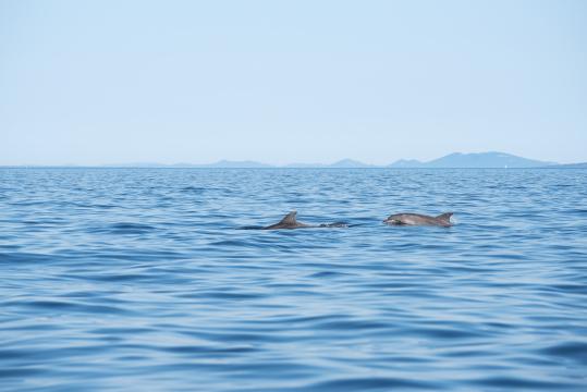 Дельфины в Адриатике. Фото Free for commercial use, No attribution required. Бесплатное стоковое фото для свободного скачивания