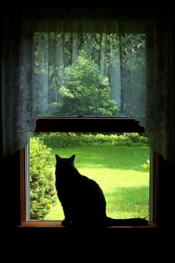 Кошка в окне. Фото Свободно для коммерческого использования, Атрибуция не требуется. Бесплатное стоковое фото для свободного скачивания