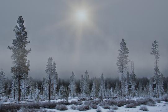 Зимние деревья (5). Фото Свободно для коммерческого использования, Атрибуция не требуется. Бесплатное стоковое фото для свободного скачивания