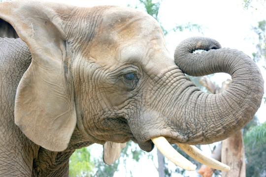 Африканский слон (2). Фото Свободно для коммерческого использования, Атрибуция не требуется. Бесплатное стоковое фото для свободного скачивания