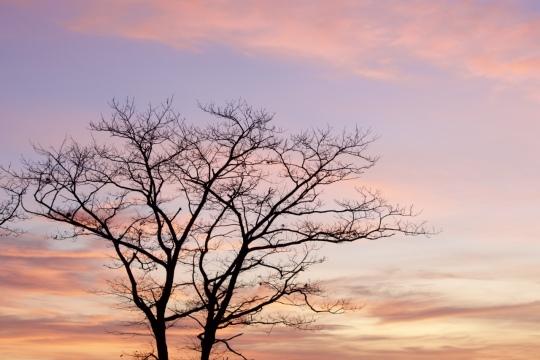 Силуэт закатного дерева. Фото Free for commercial use, No attribution required. Бесплатное стоковое фото для свободного скачивания