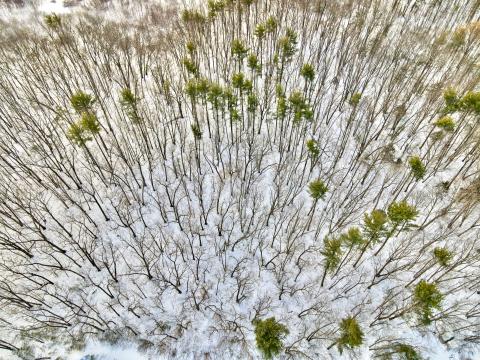 Зимний лес с высоты птичьего полета. Фото Свободно для коммерческого использования, Атрибуция не требуется. Бесплатное стоковое фото для свободного скачивания